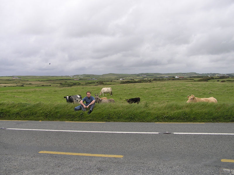 Cows along the road